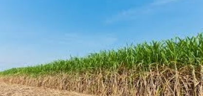 Plínio Nastari fala dos possíveis impactos das geadas e da safra de cana-de-açúcar 