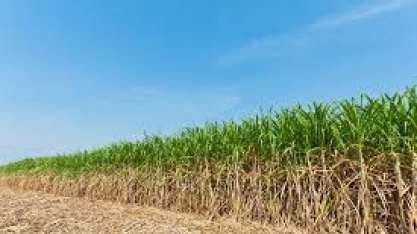 Plínio Nastari fala dos possíveis impactos das geadas e da safra de cana-de-açúcar 