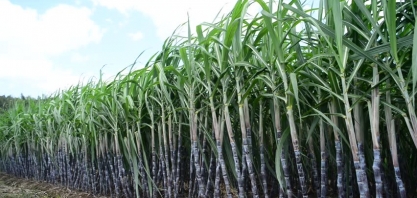 Simpósio da cana traz mais de 50 palestras para Alagoas