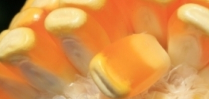 MT: empresa vai investir R$ 500 milhões em usina de etanol