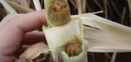 Procedimentos agronomicos em canaviais atingidos por geada