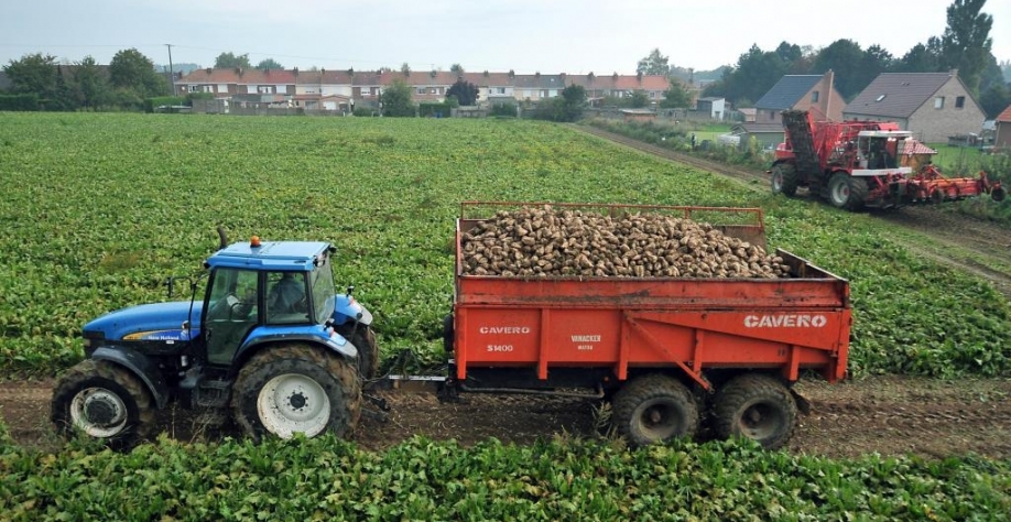 Cerca de 70% do açúcar consumido no mundo vem da cana, e apenas 30% da beterraba (foto).AFP PHOTO / PHILIPPE HUGUEN