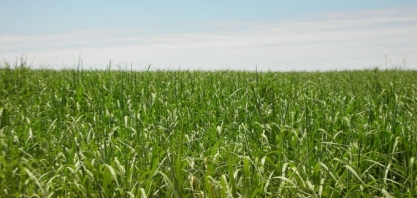 Alagoas/Sergipe: ATR líquido mensal registra alta