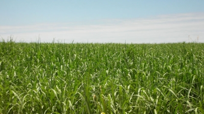 Alagoas/Sergipe: ATR líquido mensal registra alta