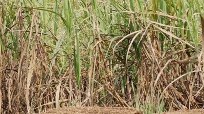 Com crise de água, Índia quer incentivar eficiência em irrigação