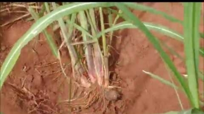 Canavial formado com Plene Emerald apresenta touceira altamente perfilhada