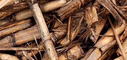 Pós-doutorado em Agronomia com bolsa da FAPESP