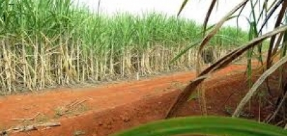 Cana pressiona e preços agropecuários sobem na 3ª semana de junho