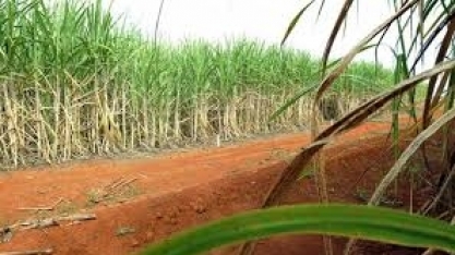 Cana pressiona e preços agropecuários sobem na 3ª semana de junho