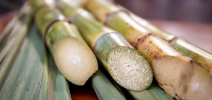 Açúcar: Alta forçada