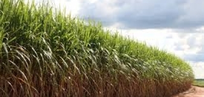 Com quase 40% da safra colhida, moagem de cana cai 3% ante 2018