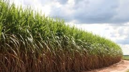 Com quase 40% da safra colhida, moagem de cana cai 3% ante 2018