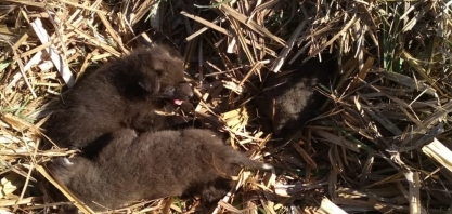 Filhotes de lobo-guará são resgatados de canavial em Itajobi