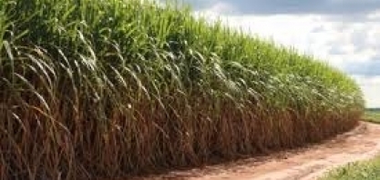 Polo da cana, Piracicaba está virando o 'Vale do agronegócio'