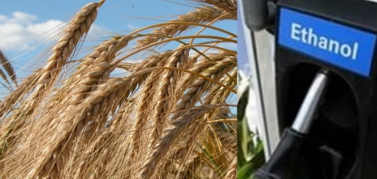 Produção de etanol abre novas oportunidades para os cultivos de inverno