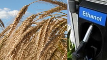 Produção de etanol abre novas oportunidades para os cultivos de inverno