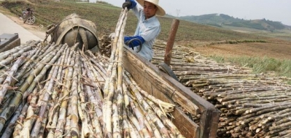 China deverá aceitar açúcar 'transgênico'
