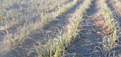 Agricultores contabilizam prejuízos nas lavouras de Mato Grosso do Sul