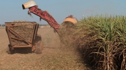 MATO GROSSO – Técnicos da Conab estão em campo para atualizar números da safra de cana