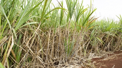 Pesquisa utiliza técnica rápida e de baixo custo para identificar genótipos resistentes ao raquitismo da soqueira da cana