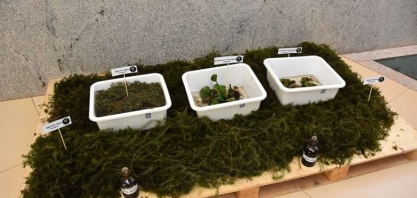 Uso de planta aquática para biocombustível fomenta pesquisa e sustentabilidade em MS