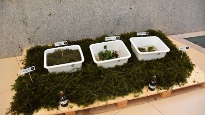 Uso de planta aquática para biocombustível fomenta pesquisa e sustentabilidade em MS