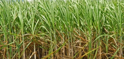 Bactérias substituem fertilizantes químicos sem causar impacto ambiental