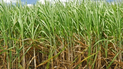 Bactérias substituem fertilizantes químicos sem causar impacto ambiental