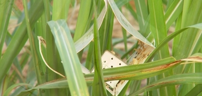 Interesse por biodefensivos está em alta