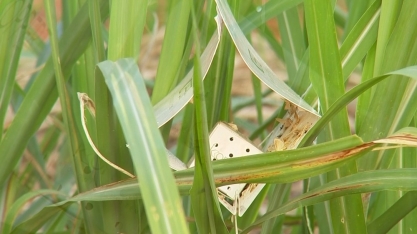 Interesse por biodefensivos está em alta