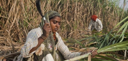 Açúcar: Isma prevê produção de 28,2 mi de t em 2019/2020 na índia, queda de 14,4% 