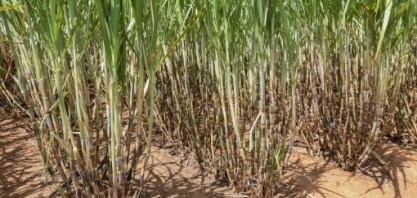 CTC apresenta vantagens das variedades bt na 15ª edição do Insectshow