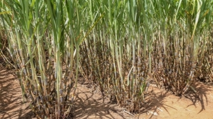 CTC apresenta vantagens das variedades bt na 15ª edição do Insectshow