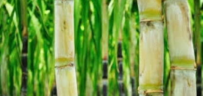 Vice-presidente da Faeal realiza palestra no Simpósio da Cana