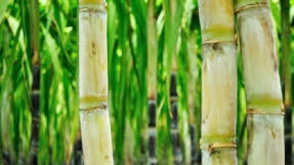 Vice-presidente da Faeal realiza palestra no Simpósio da Cana