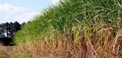 Cana: produtores têm prejuízo de R$ 23 por tonelada