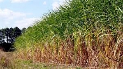 Cana: produtores têm prejuízo de R$ 23 por tonelada