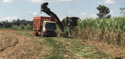 Afetada por problemas climáticos, safra de cana é menor no Paraná