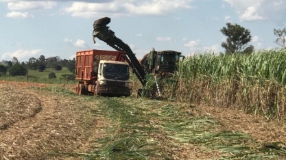 Afetada por problemas climáticos, safra de cana é menor no Paraná