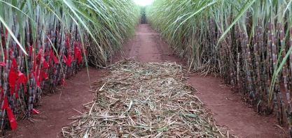 CTC já desenvolve novas gerações de cana-de-açúcar transgênica