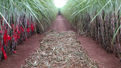 CTC já desenvolve novas gerações de cana-de-açúcar transgênica