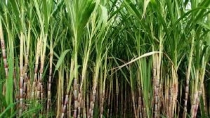 36° Simpósio da Agroindústria da Cana-de-açúcar de Alagoa