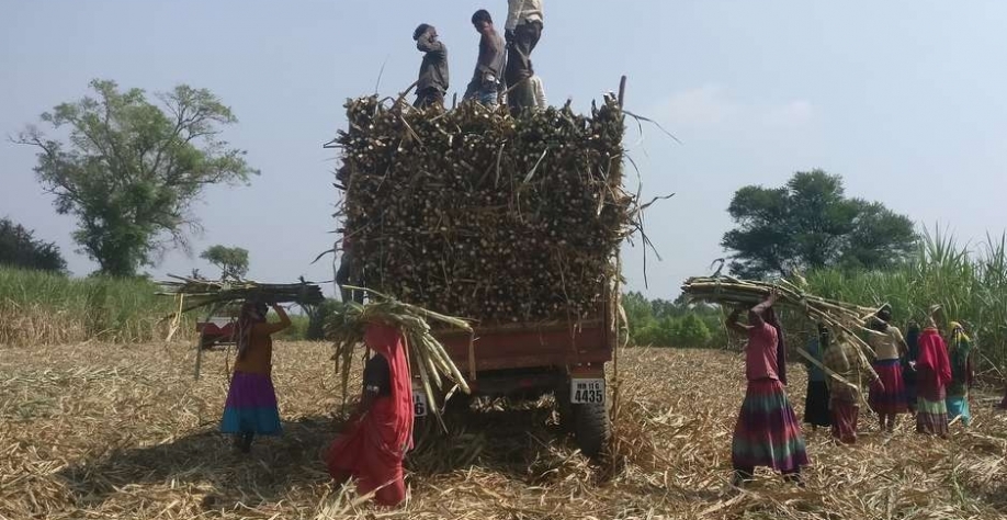 Trabalhadores em canavial no vilarejo de Gove, Índia 10/11/2018 REUTERS/Rajendra Jadhav Foto: Reuters