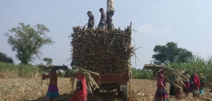 Índia deve manter subsídios as exportações de açúcar apesar de queixa do Brasil