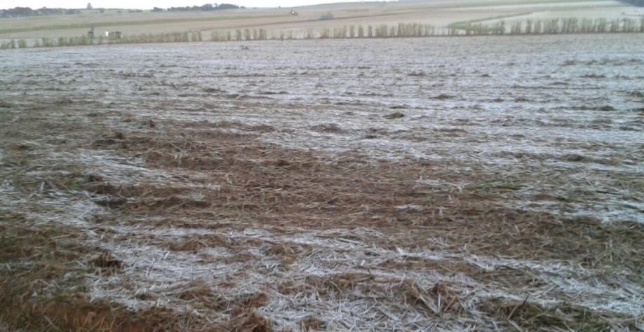 Geada sobre a palhada: cana-de-açúcar não é muito tolerante ao frio