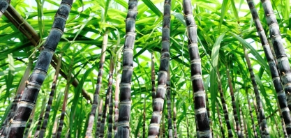 Inscrições abertas para o XXX Congresso Internacional de Cana de Açúcar - ISSCT 2019