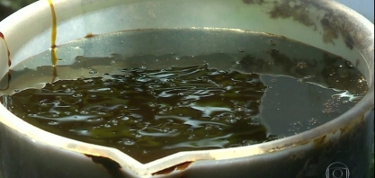 Como usar melaço de cana-de-açúcar para adubar pomares