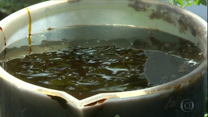 Como usar melaço de cana-de-açúcar para adubar pomares