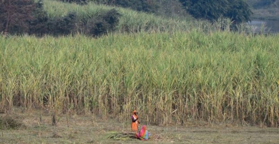 AFP:  Milhares de família migram todos os anos para trabalhar, por seis meses, na colheita da cana na Índia