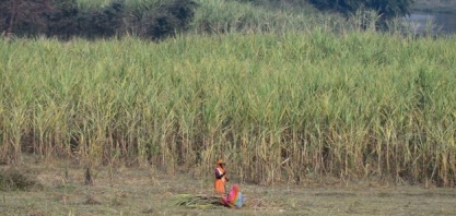 Aldeias das mulheres sem ventre nos canaviais da Índia